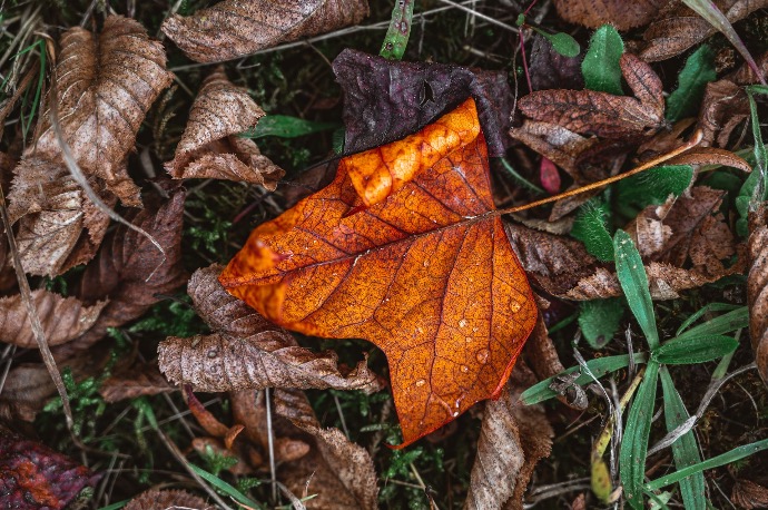 brown and red maple leaf on brown dried leaves