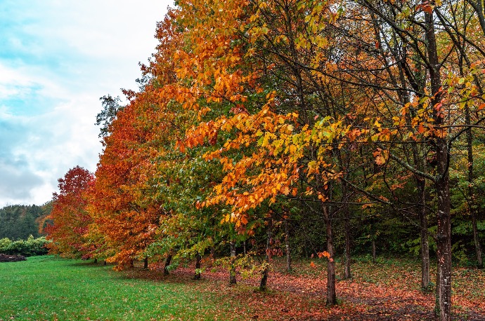 green and brown trees on green grass field during daytime