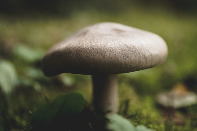 brown mushroom in green grass